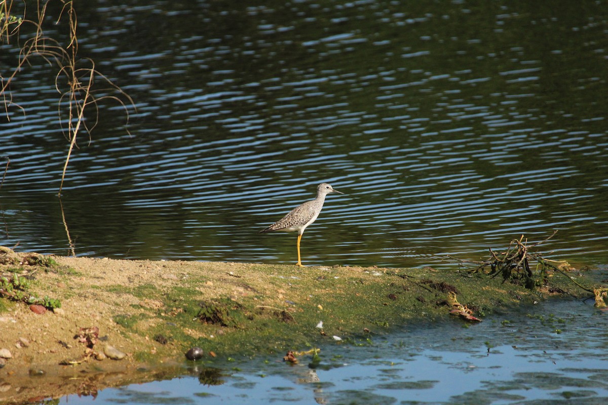 Lesser Yellowlegs - ML177442761