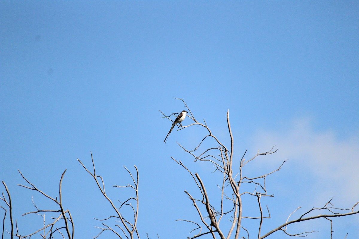 Fork-tailed Flycatcher - ML177442871