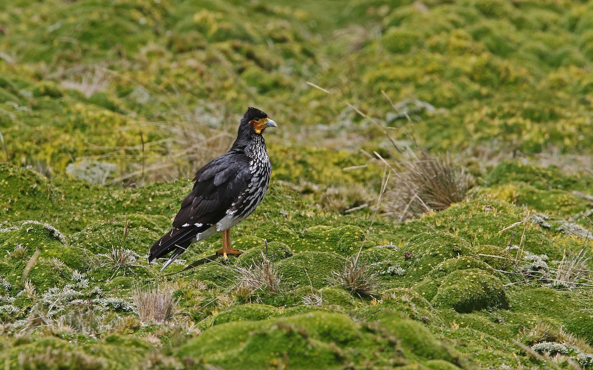 Carunculated Caracara - Christoph Moning