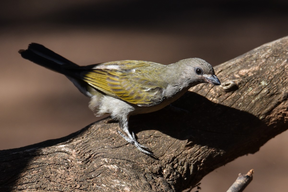 Lesser Honeyguide (Lesser) - Maryse Neukomm