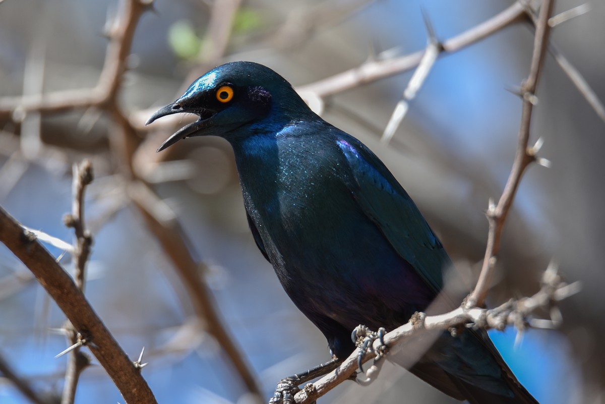 Greater Blue-eared Starling - Maryse Neukomm