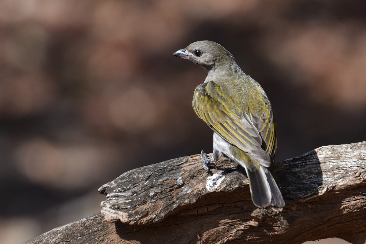 Lesser Honeyguide (Lesser) - Maryse Neukomm