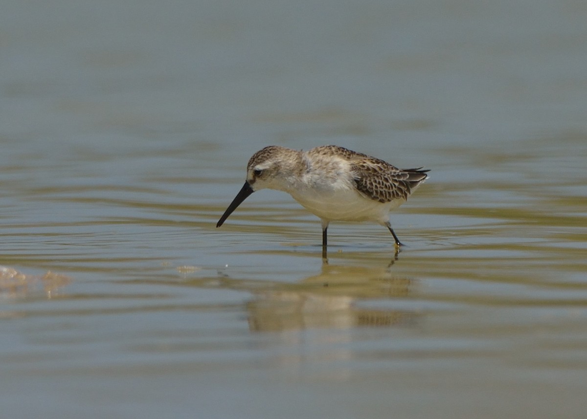 Bergstrandläufer - ML177445311