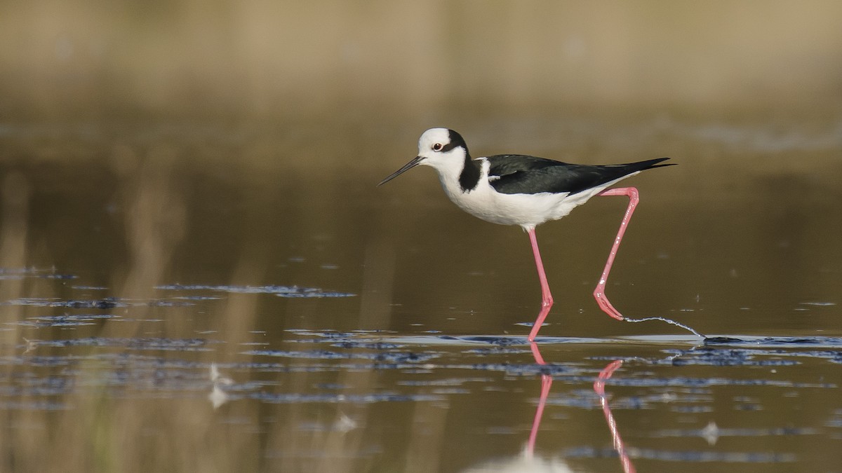 Black-necked Stilt - ML177445431