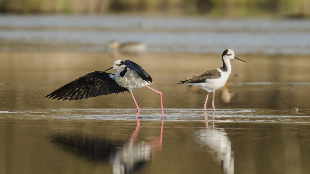 Black-necked Stilt - ML177445441