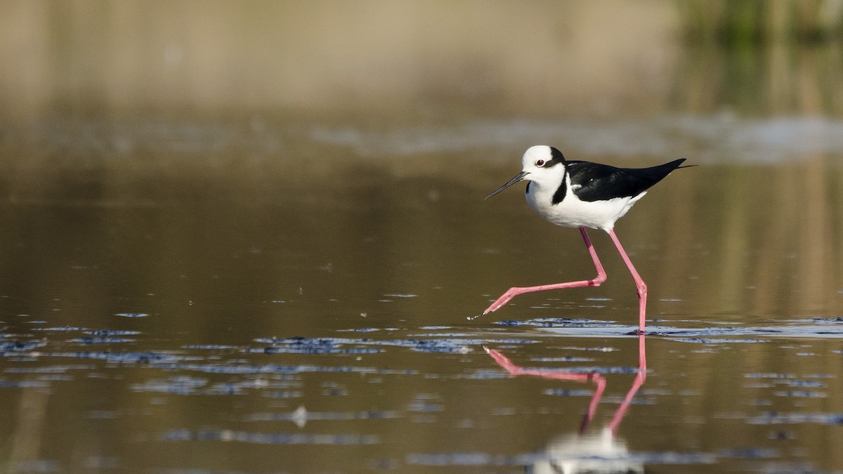 Black-necked Stilt - ML177445461