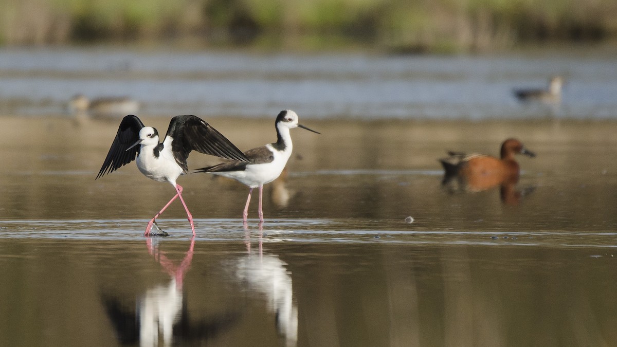 Black-necked Stilt - Ignacio Zapata