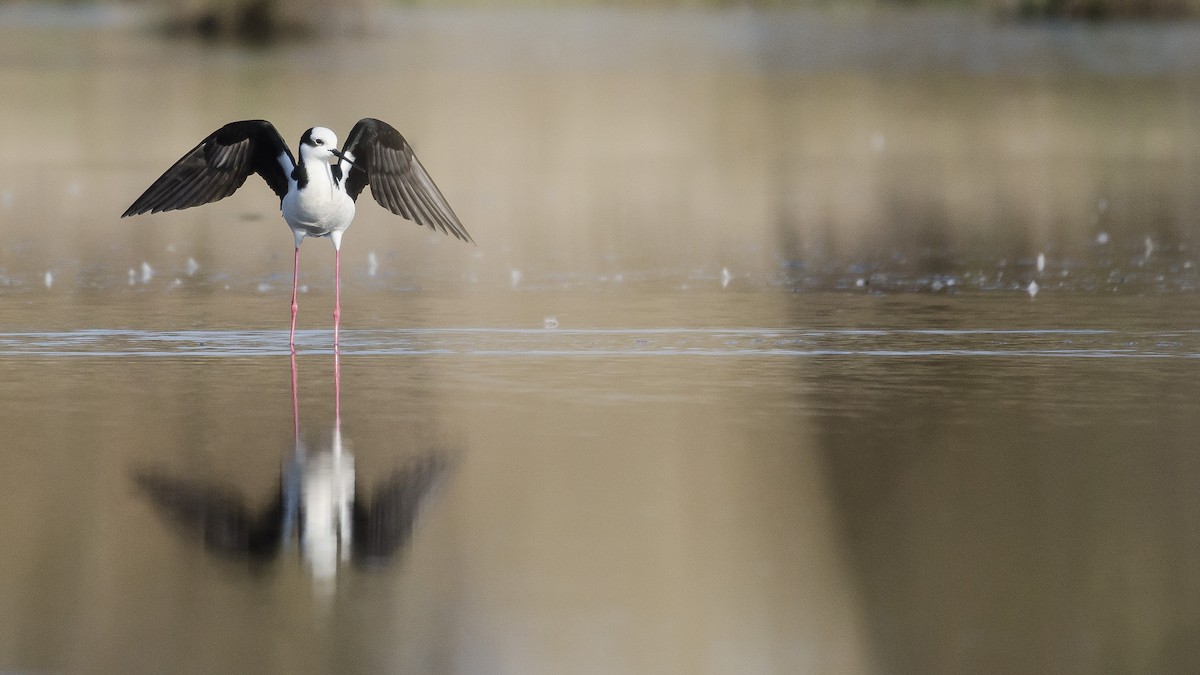 Black-necked Stilt - ML177445521