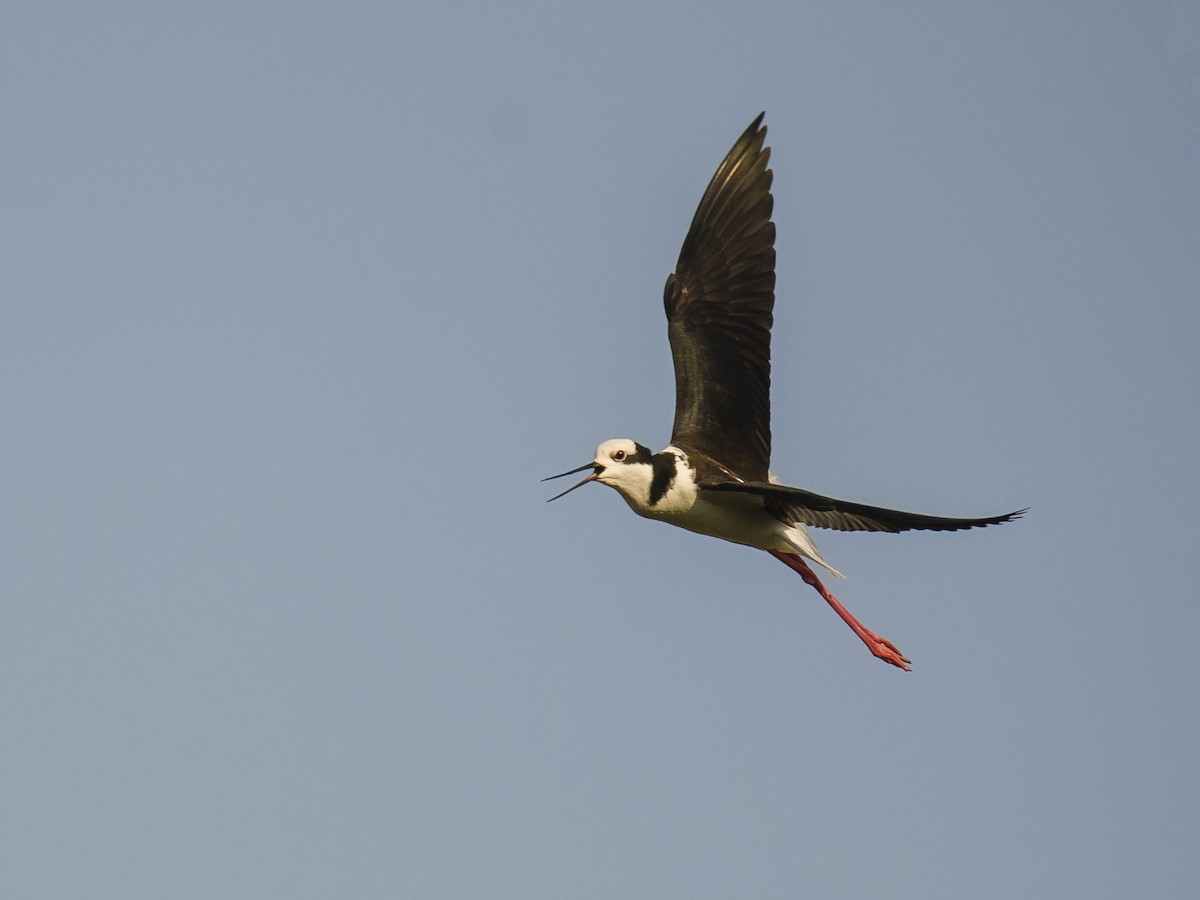 Black-necked Stilt - ML177445531