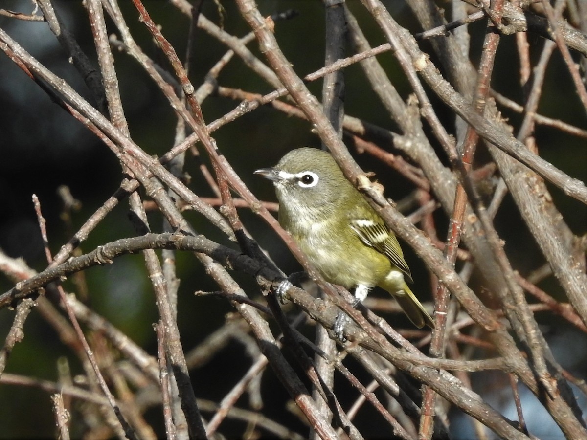 Cassin's Vireo - ML177445591