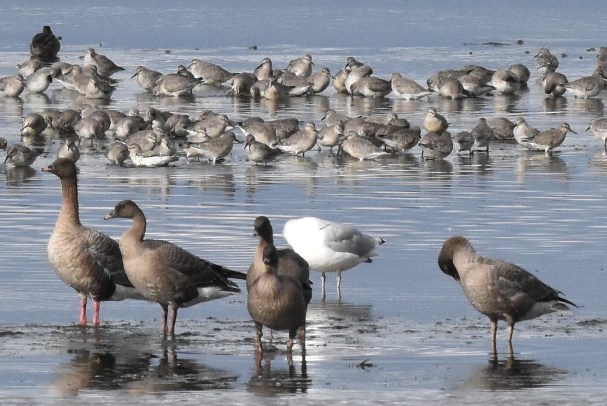 Red Knot - Blair Whyte