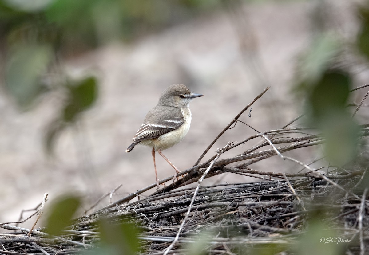 Short-tailed Field Tyrant - Shailesh Pinto