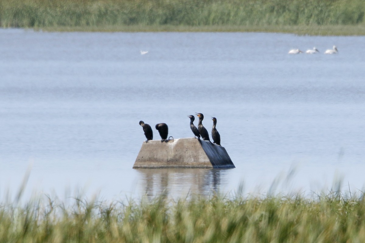 Neotropic Cormorant - ML177446621