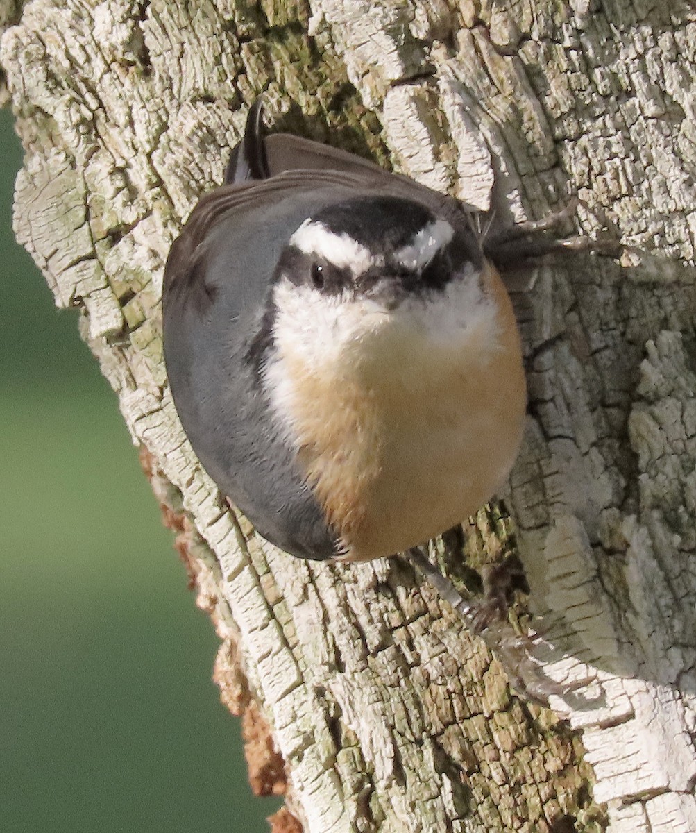 Red-breasted Nuthatch - ML177447111