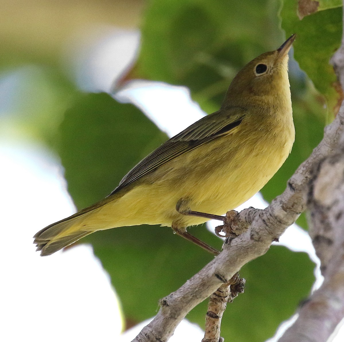 Yellow Warbler - Ed Thomas