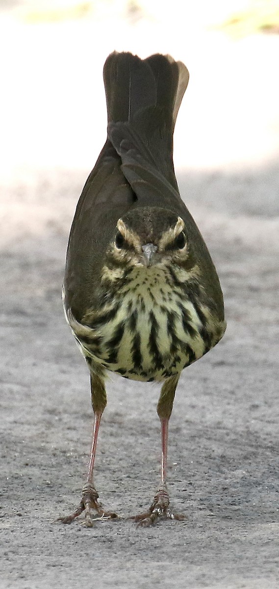 Northern Waterthrush - ML177447451