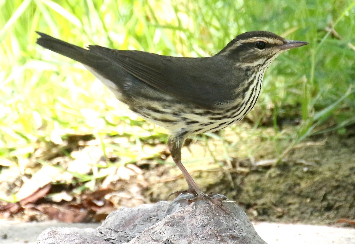 Northern Waterthrush - ML177447461