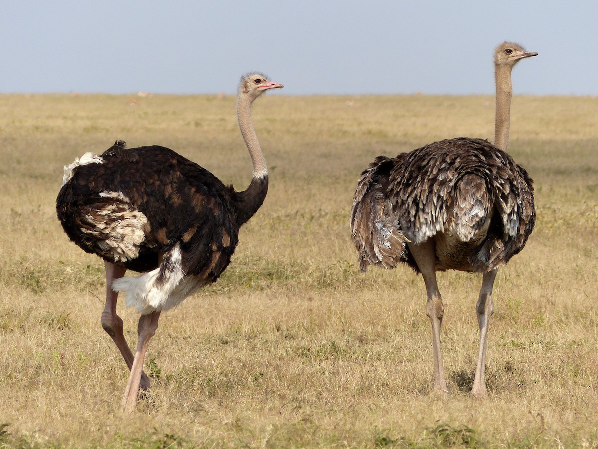 Common Ostrich - bob butler