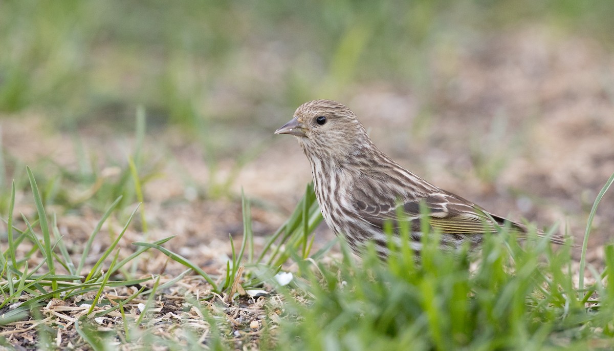 Pine Siskin - ML177451571