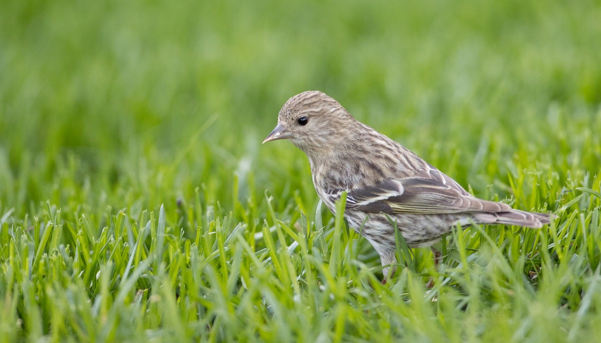 Pine Siskin - ML177451601