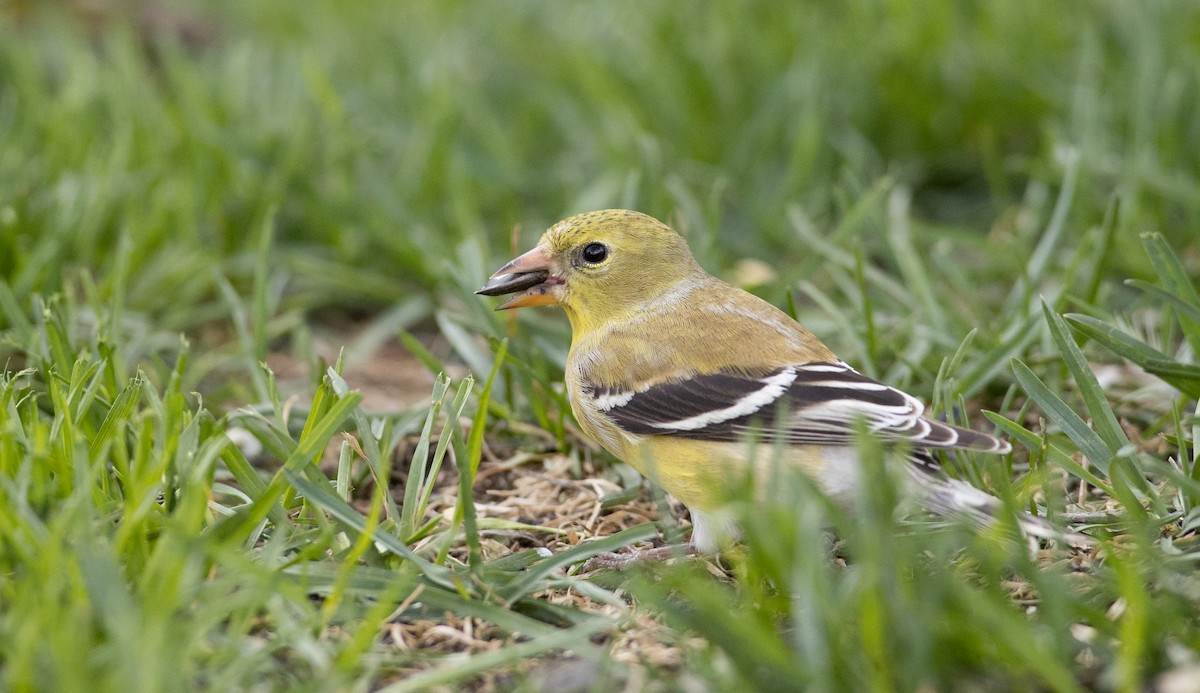 American Goldfinch - Ian Davies