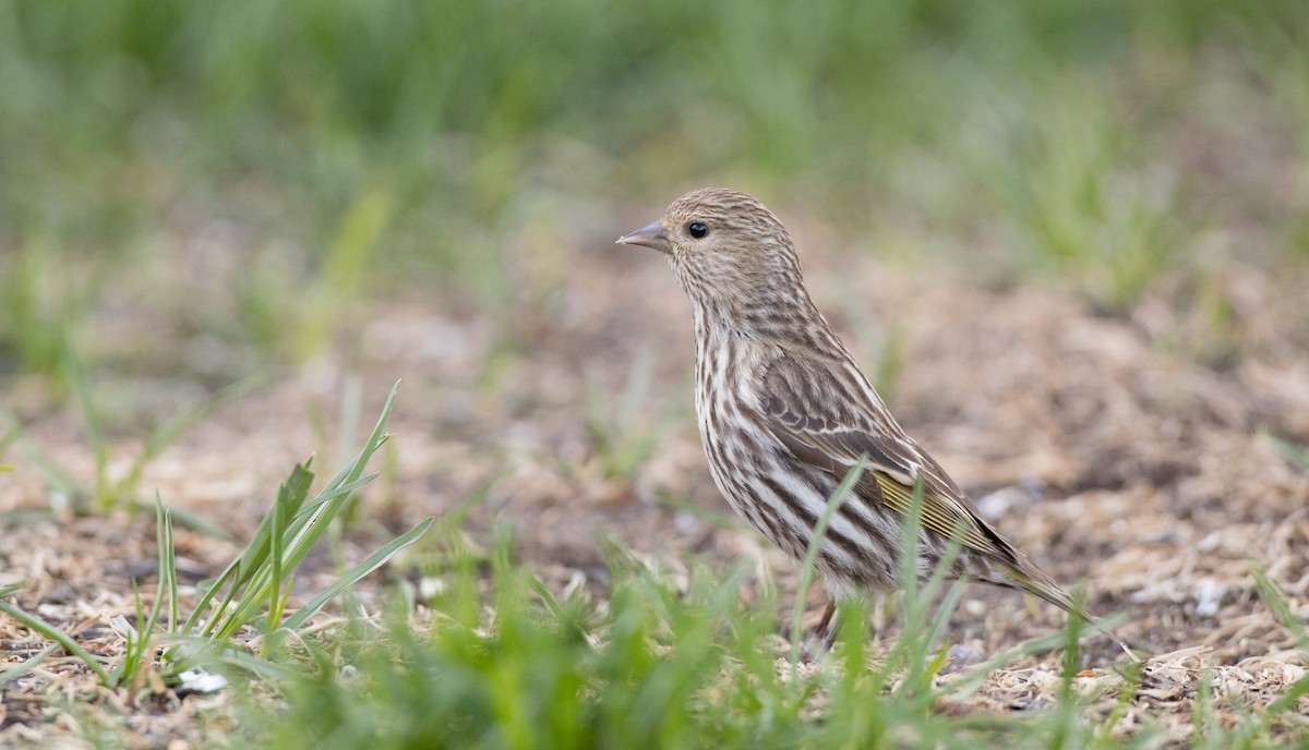 Pine Siskin - ML177451651