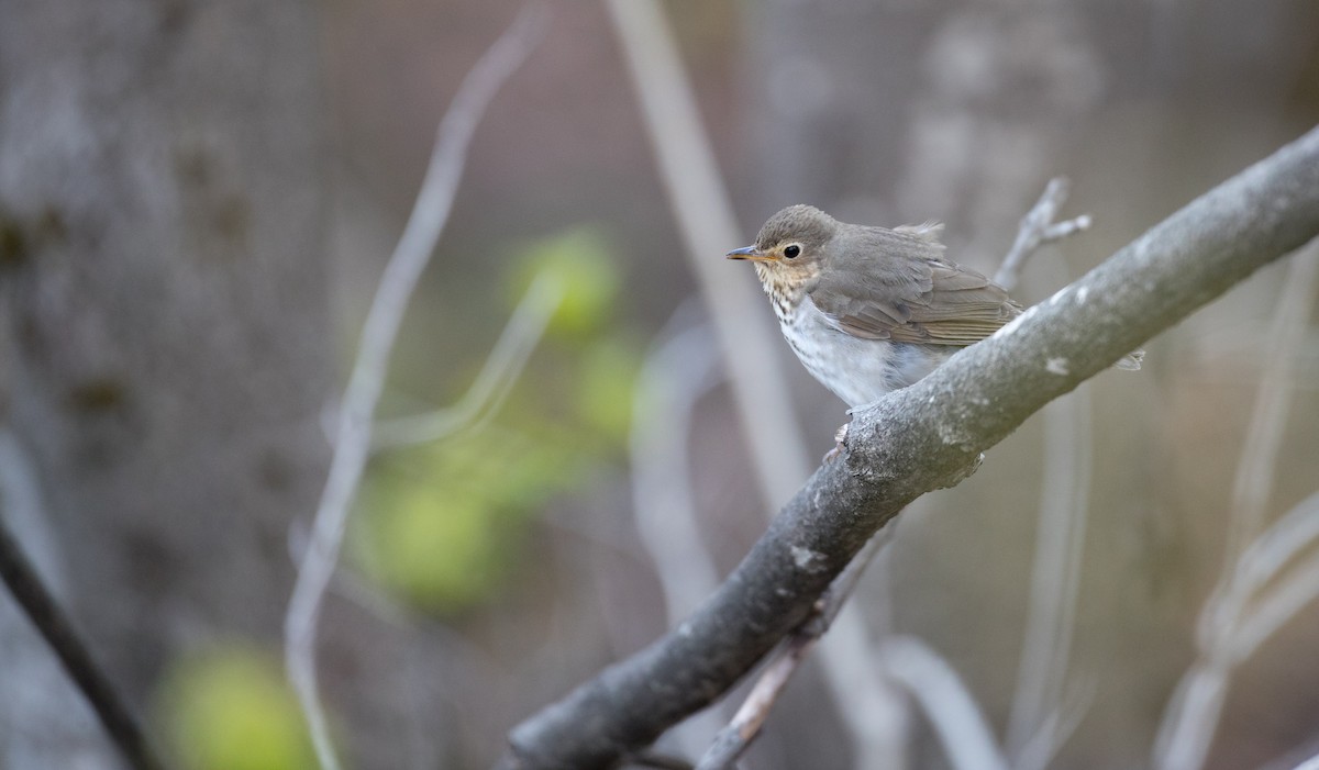 Swainson's Thrush - Ian Davies