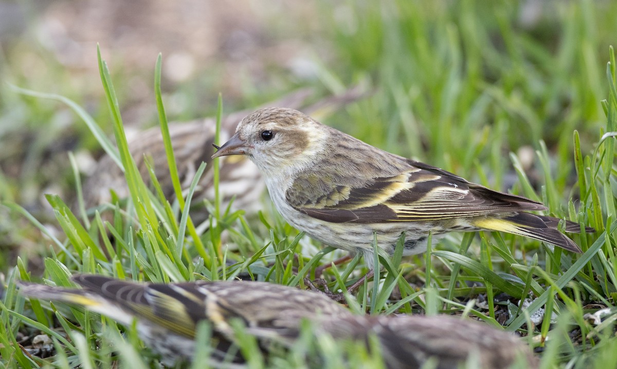 Pine Siskin (green morph) - Ian Davies