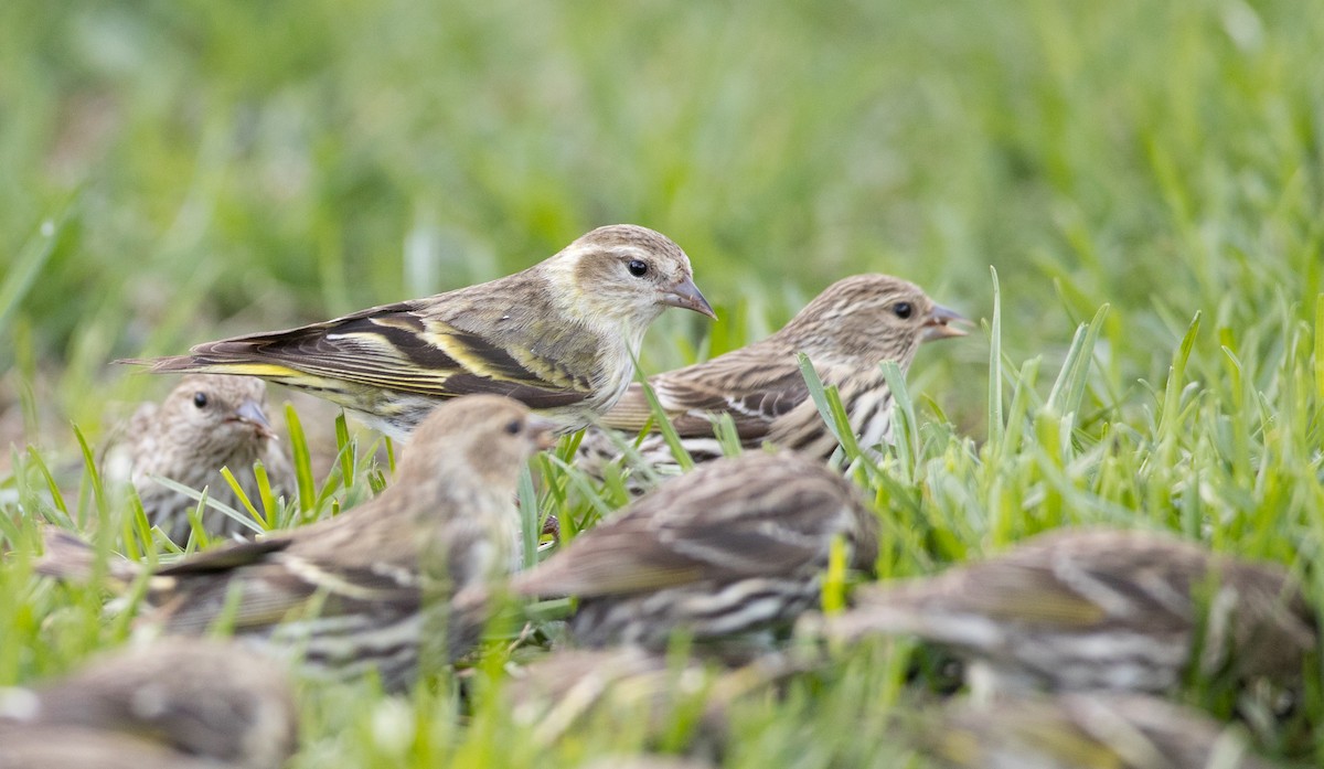 Pine Siskin (green morph) - ML177452181