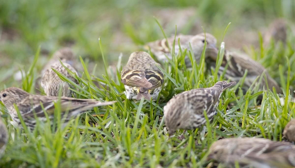 Pine Siskin (green morph) - ML177452201