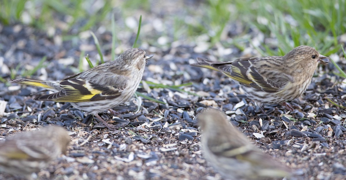 Pine Siskin (green morph) - ML177452241