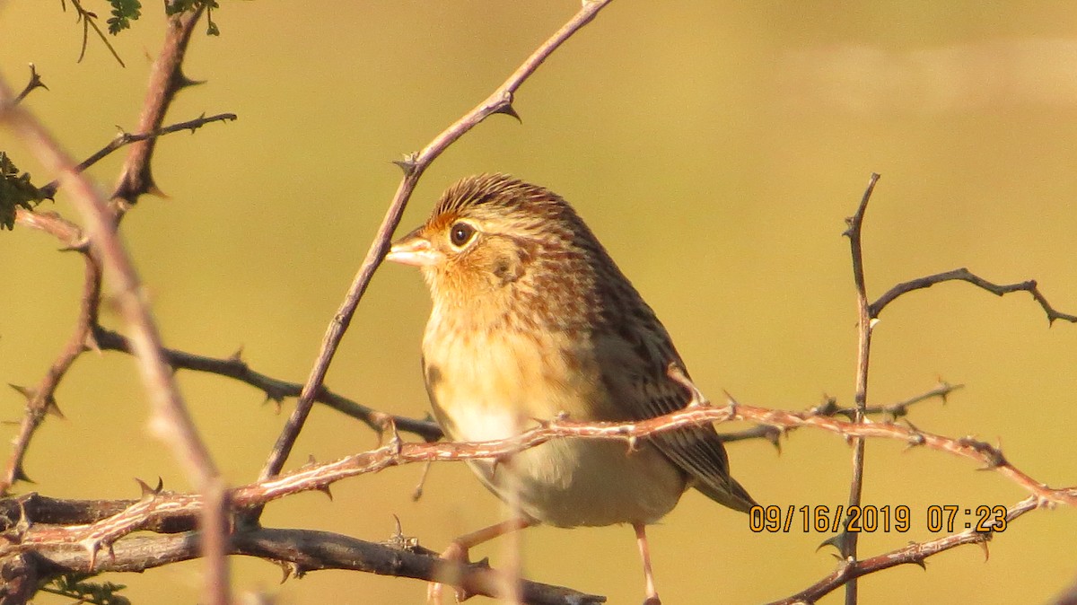 Grasshopper Sparrow - Jim Krakowski