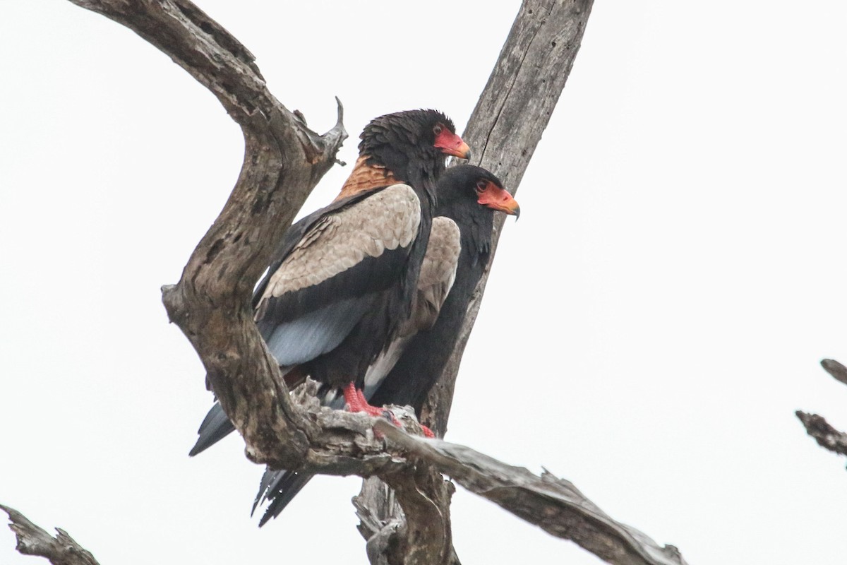 Bateleur des savanes - ML177453801