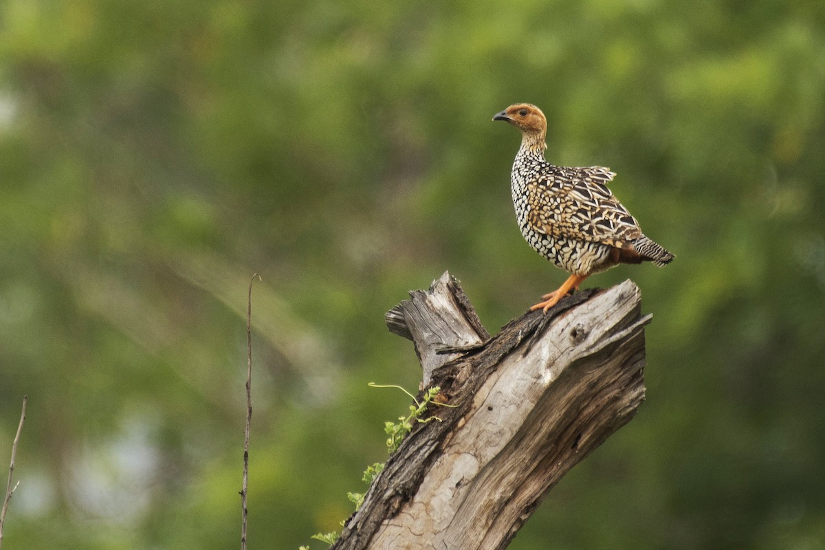 Painted Francolin - ML177453931