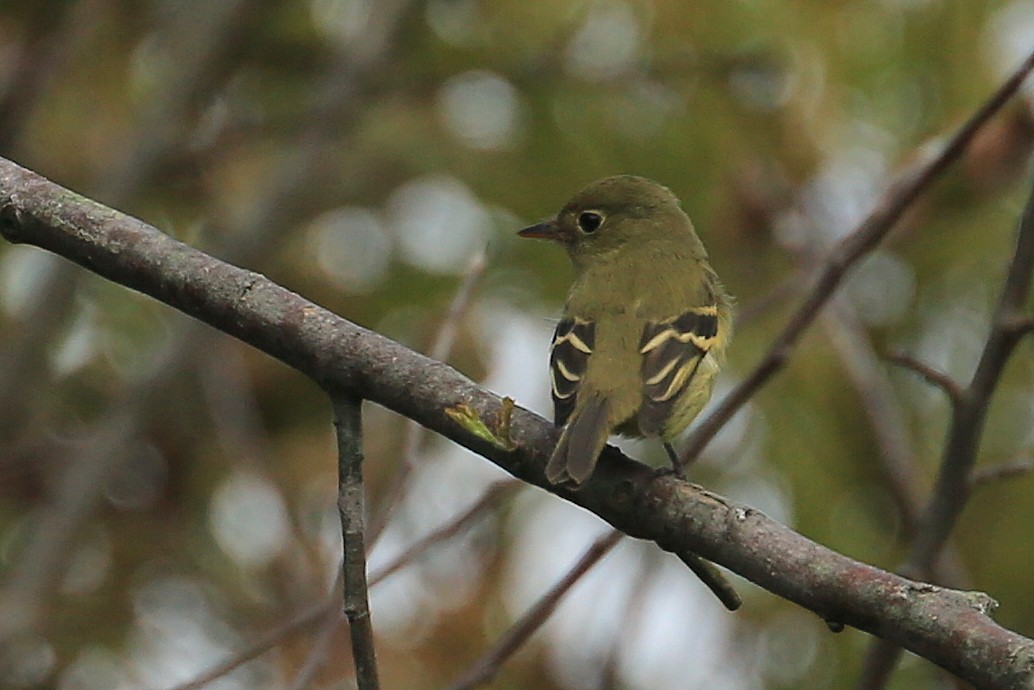 Yellow-bellied Flycatcher - Tim Lenz