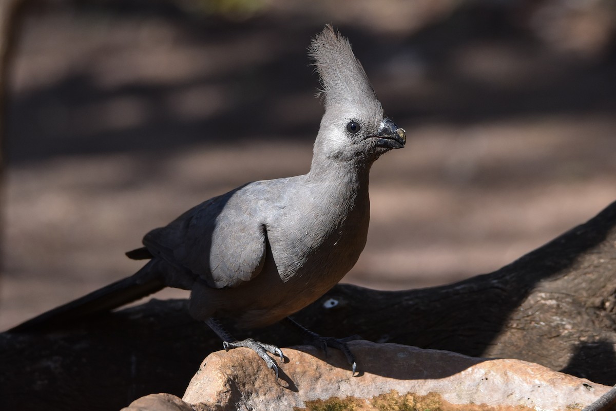 Turaco Unicolor - ML177454661