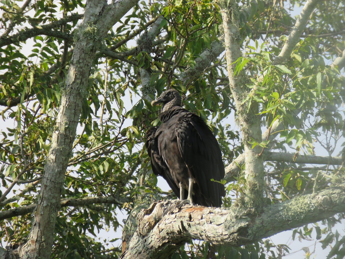 Black Vulture - ML177454711