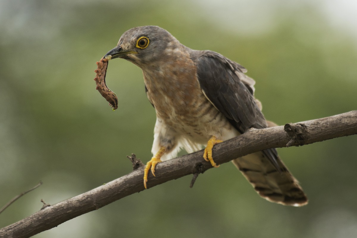 Common Hawk-Cuckoo - Gnanaskandan Kesavabharathi