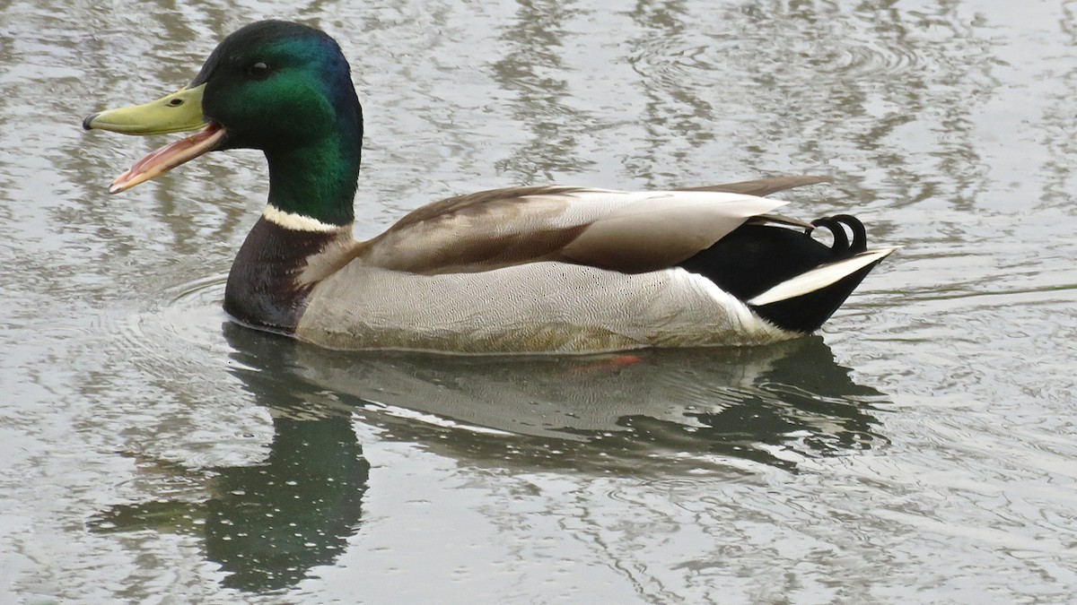 Mallard - ML177455011