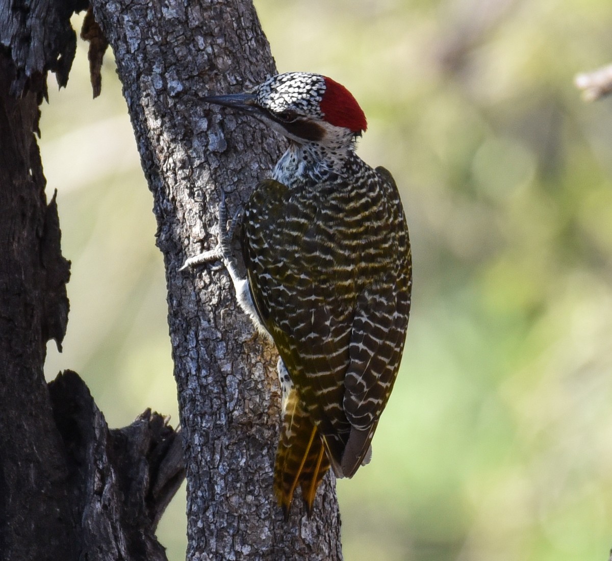 Bennett's Woodpecker - ML177455331