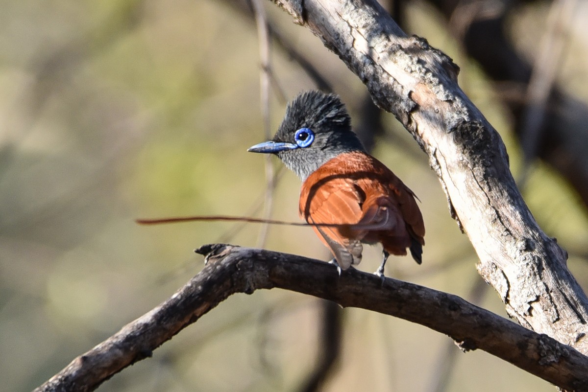 African Paradise-Flycatcher - ML177456161