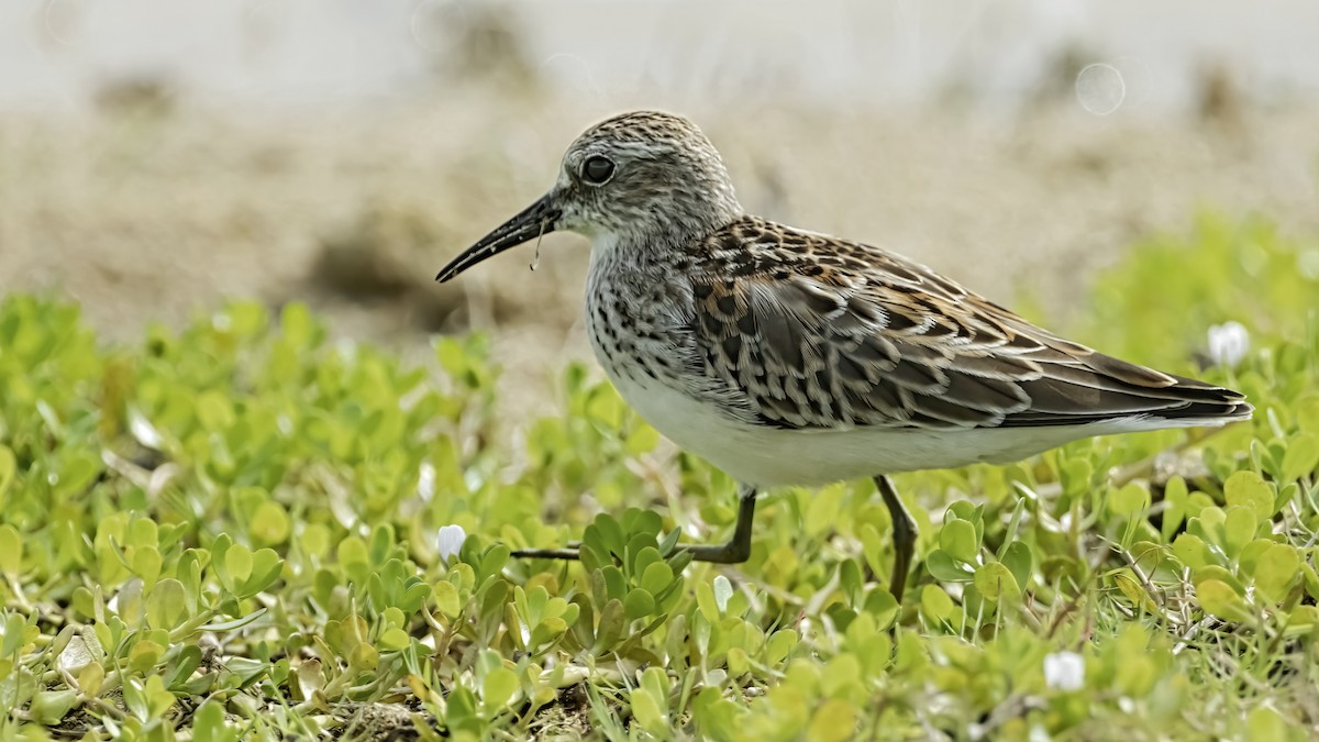 Western Sandpiper - ML177456621