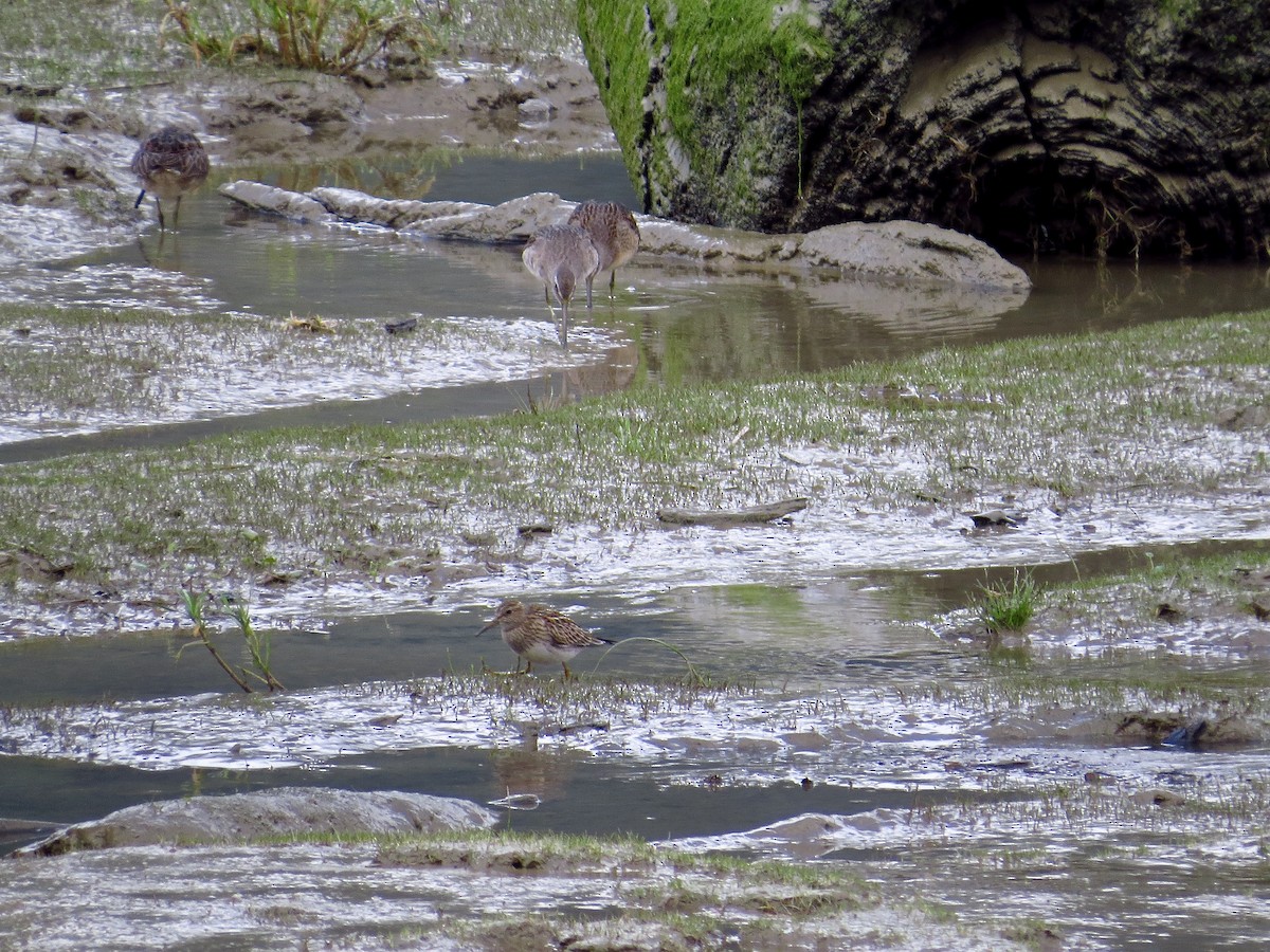 Pectoral Sandpiper - Chris Dale