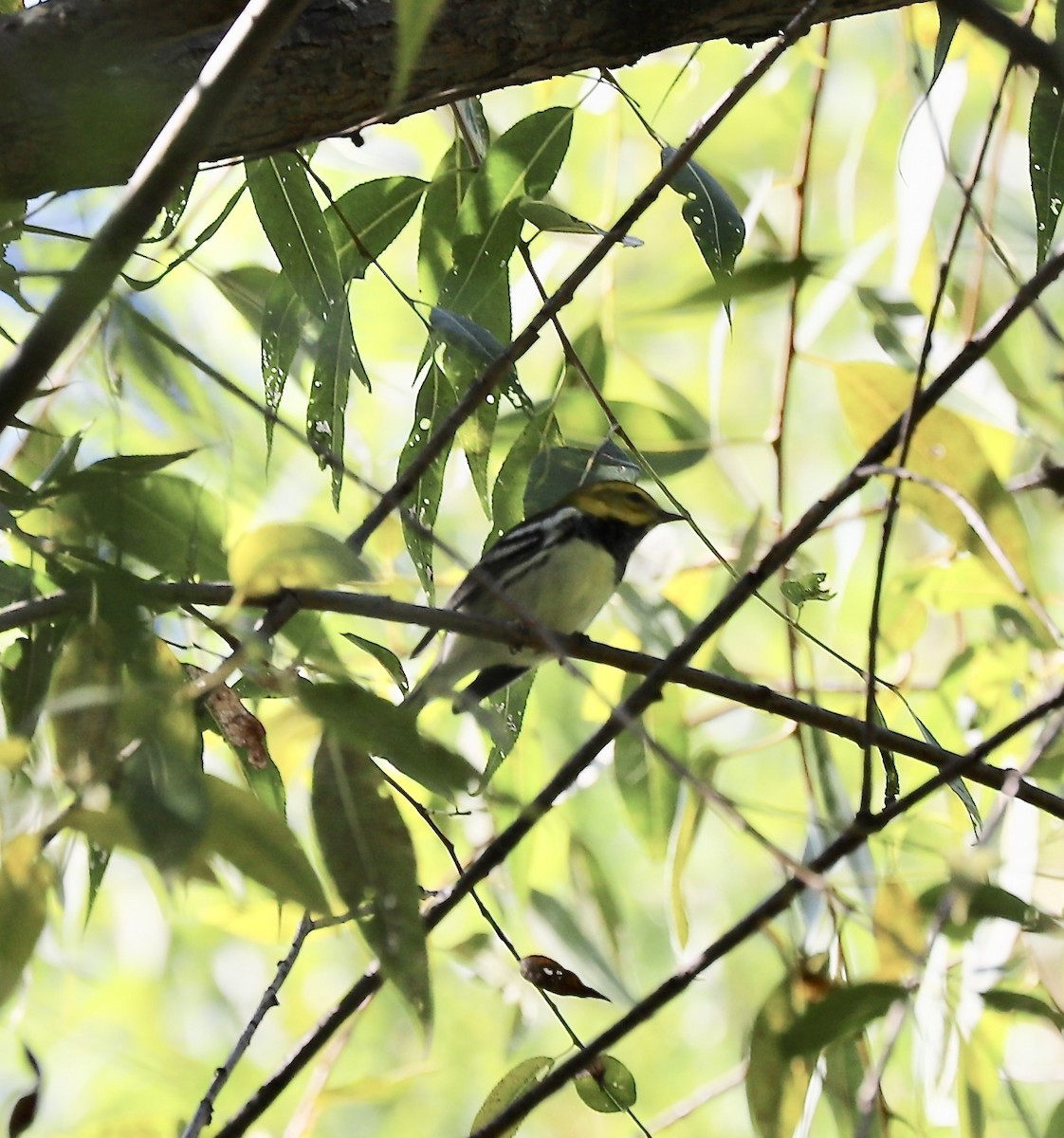 Black-throated Green Warbler - ML177457841