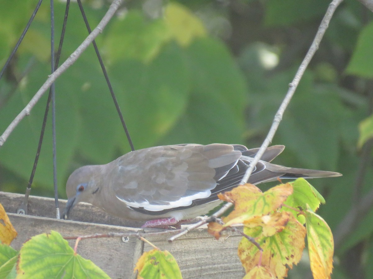 White-winged Dove - ML177457961