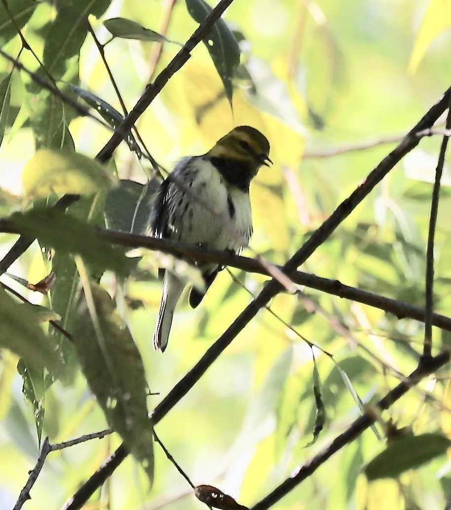 Black-throated Green Warbler - ML177457991