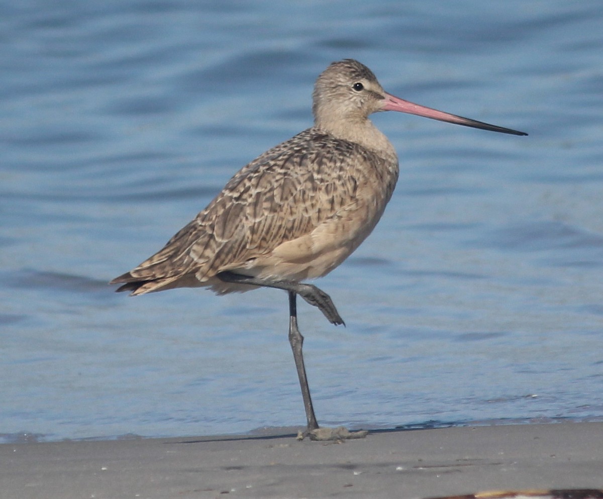 Marbled Godwit - B Maguire