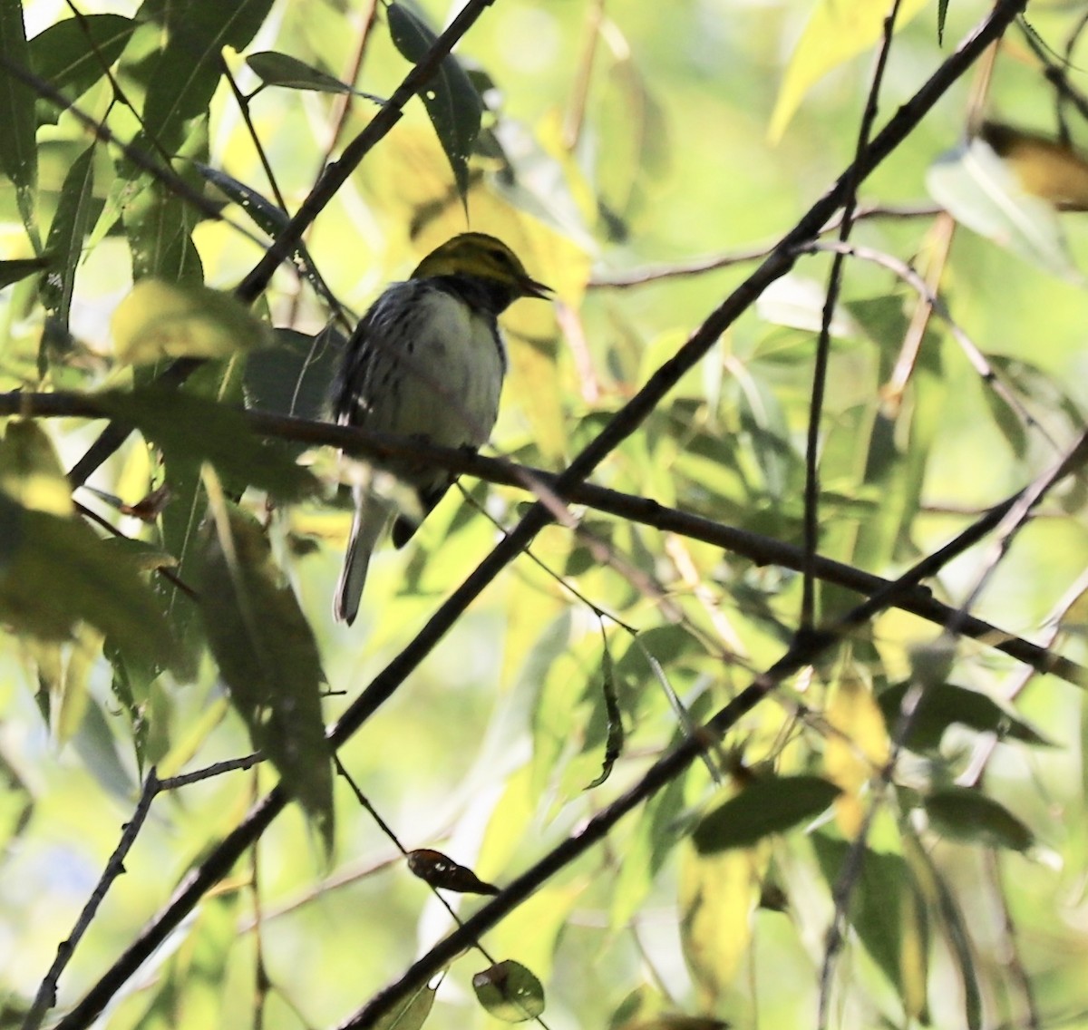 Black-throated Green Warbler - ML177458081