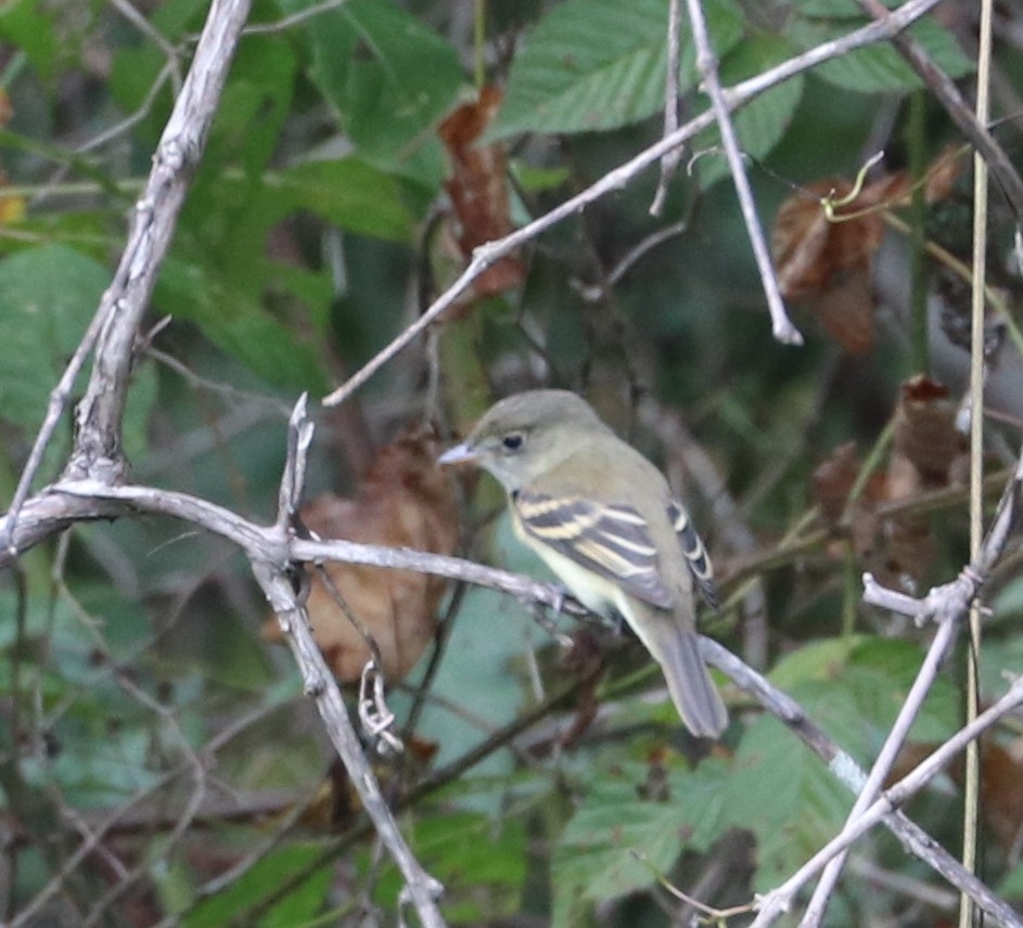 Alder/Willow Flycatcher (Traill's Flycatcher) - ML177458961