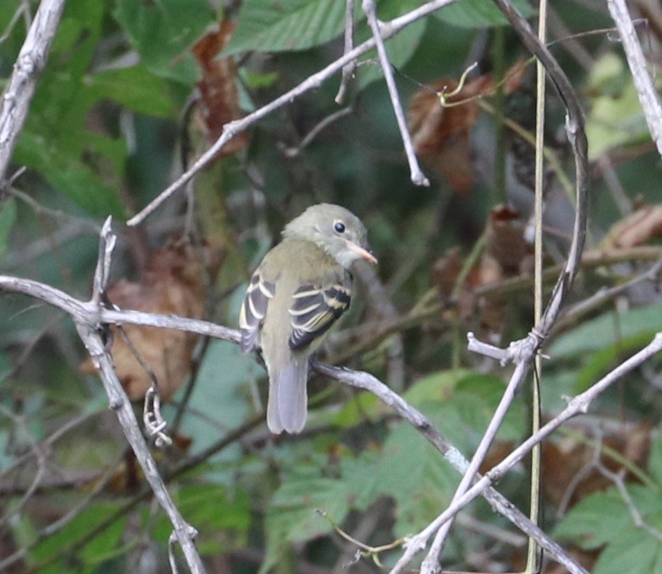 Alder/Willow Flycatcher (Traill's Flycatcher) - ML177459001